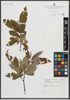 Foto von Salix appendiculata Vill.